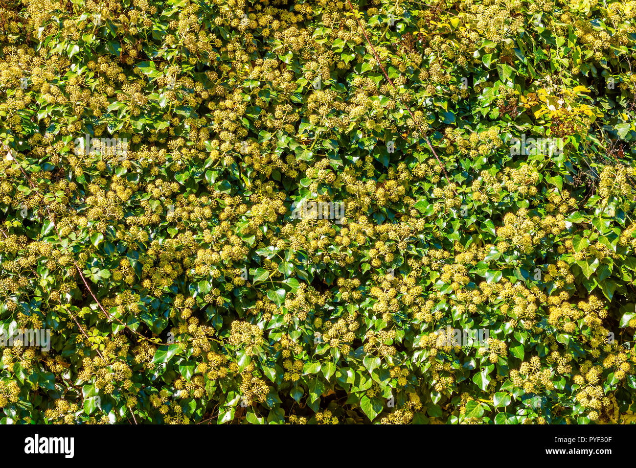 Blühende gemeinsame Efeu (Hedera helix) Pflanze - Frankreich. Stockfoto