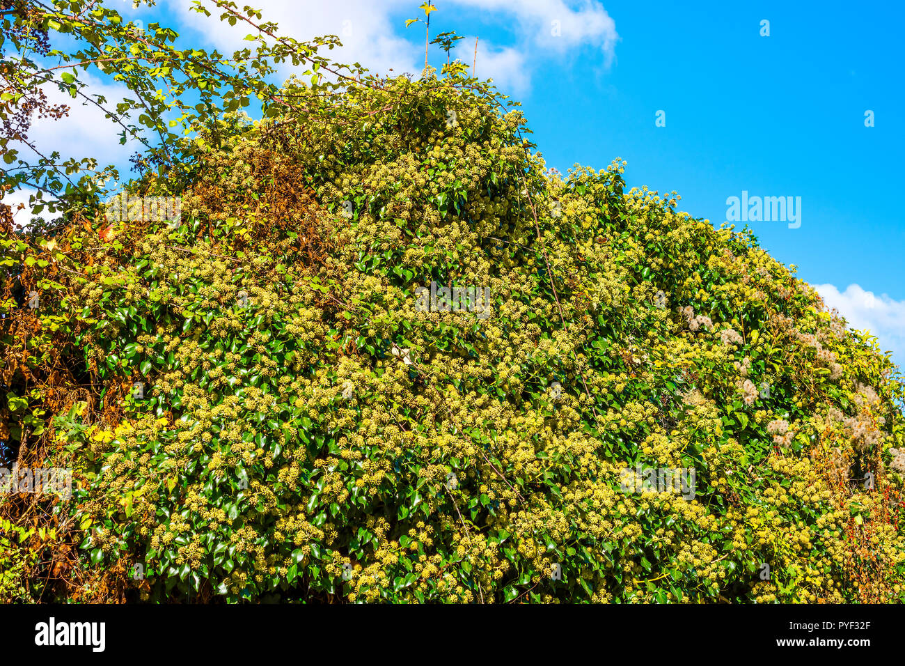 Blühende gemeinsame Efeu (Hedera helix) Pflanze - Frankreich. Stockfoto