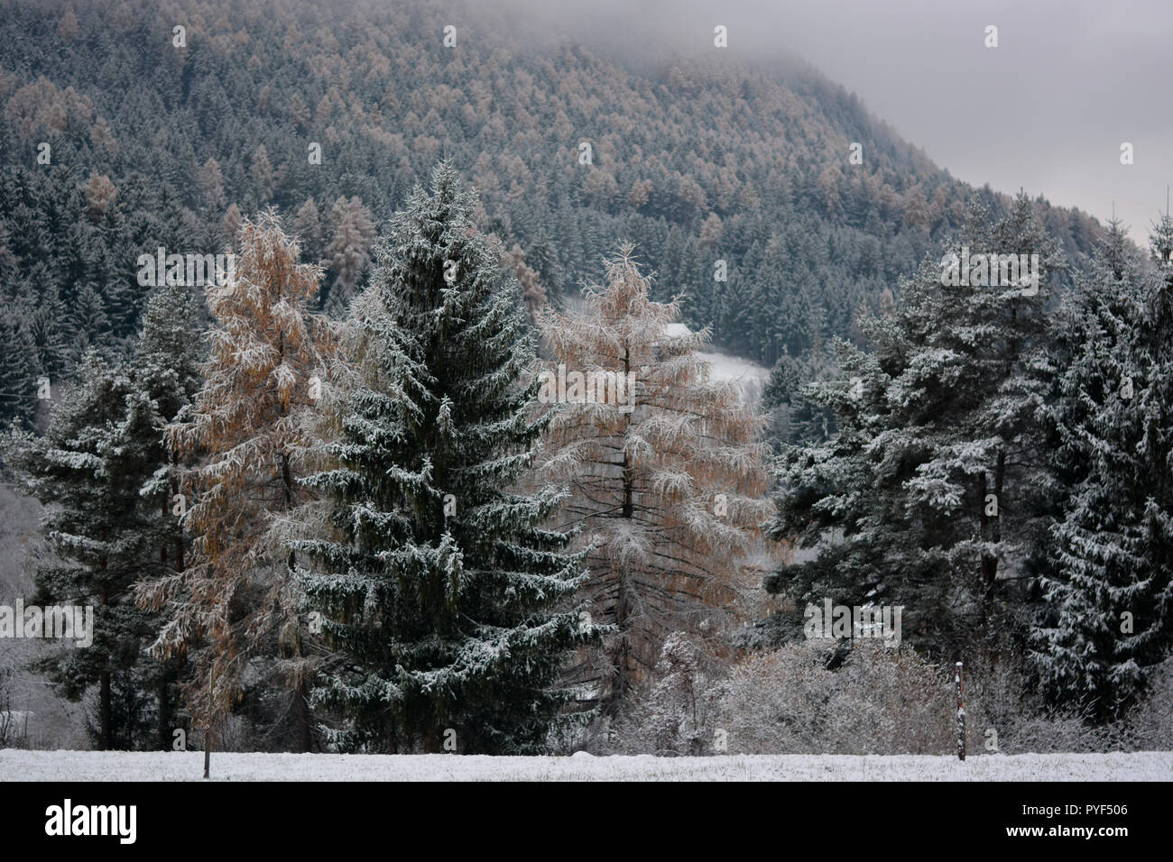 Der erste Schneefall im Winter Stockfoto