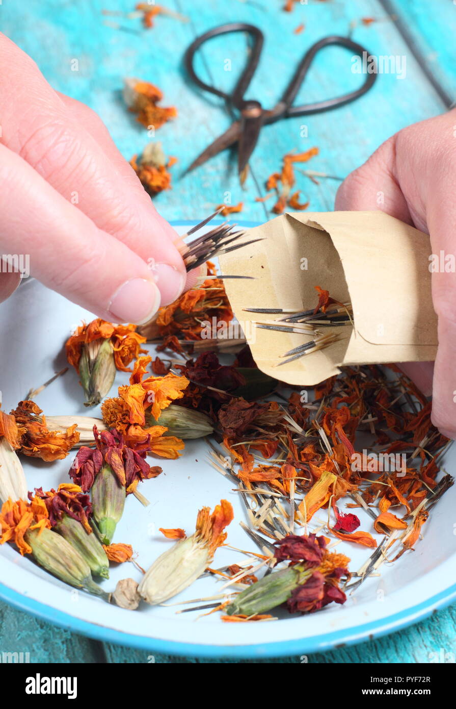 Tagetes.. Ringelblume Saatgut aus getrockneten Samen Köpfe genommen gespeichert in Umschlag für zukünftige Pflanzung, Herbst, Großbritannien Stockfoto