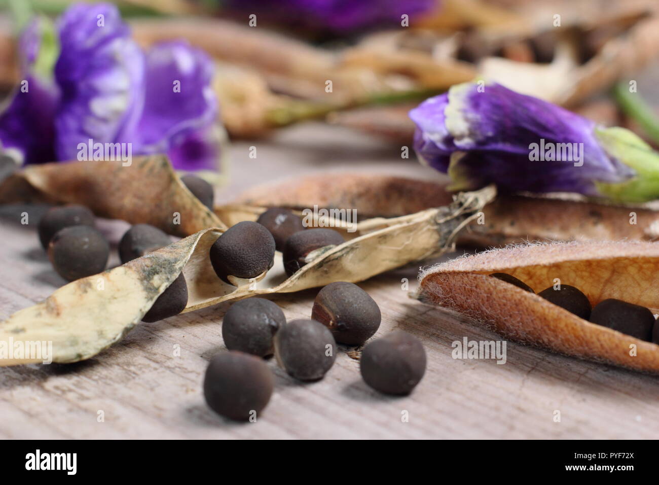 Lathyrus Odoratus. Die Sweet pea pencer' getrockneten Samenkapseln und Samen für die Zukunft errichten, Herbst gesammelt, Großbritannien Stockfoto