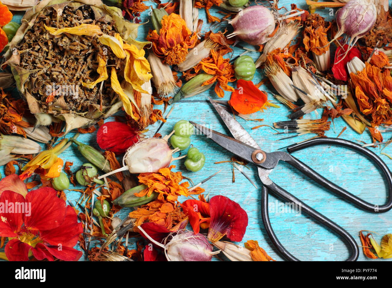 Das Sammeln und Speichern von Blumen Samen aus einem Garten: Ringelblume, Sonnenblume, Kapuzinerkresse, nigella-Anfang Herbst, Großbritannien Stockfoto