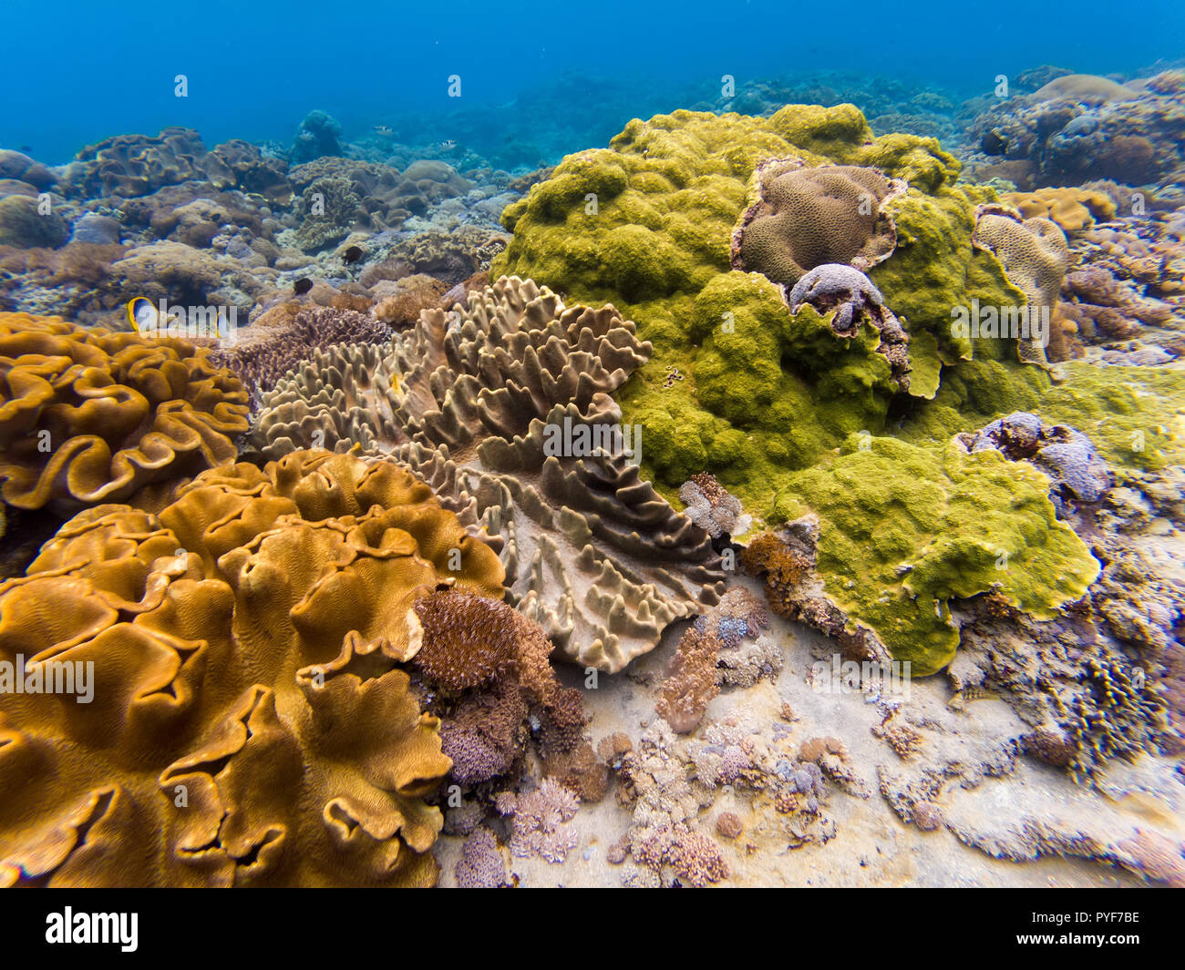 Unterwasser Schuß von Hard Coral Reef in Penida Insel Bali Stockfoto