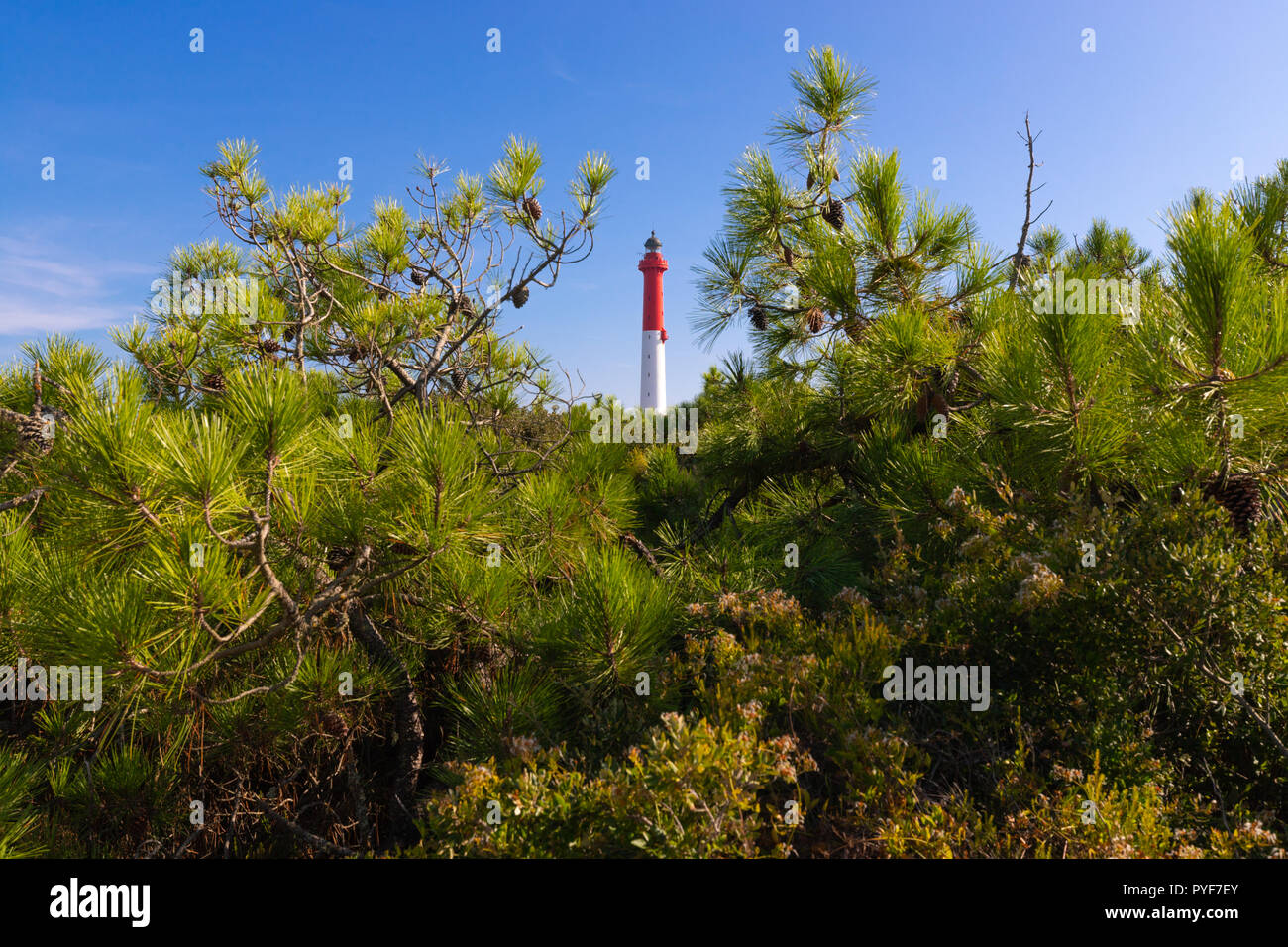 Der La Coubre Leuchtturm, im Pinienwald verloren, Charente Maritime, Frankreich Stockfoto