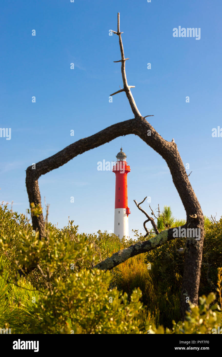 La Coubre Leuchtturm in einer natürlichen gerahmte Pine Tree Trunk, Charente Maritime, Frankreich Stockfoto