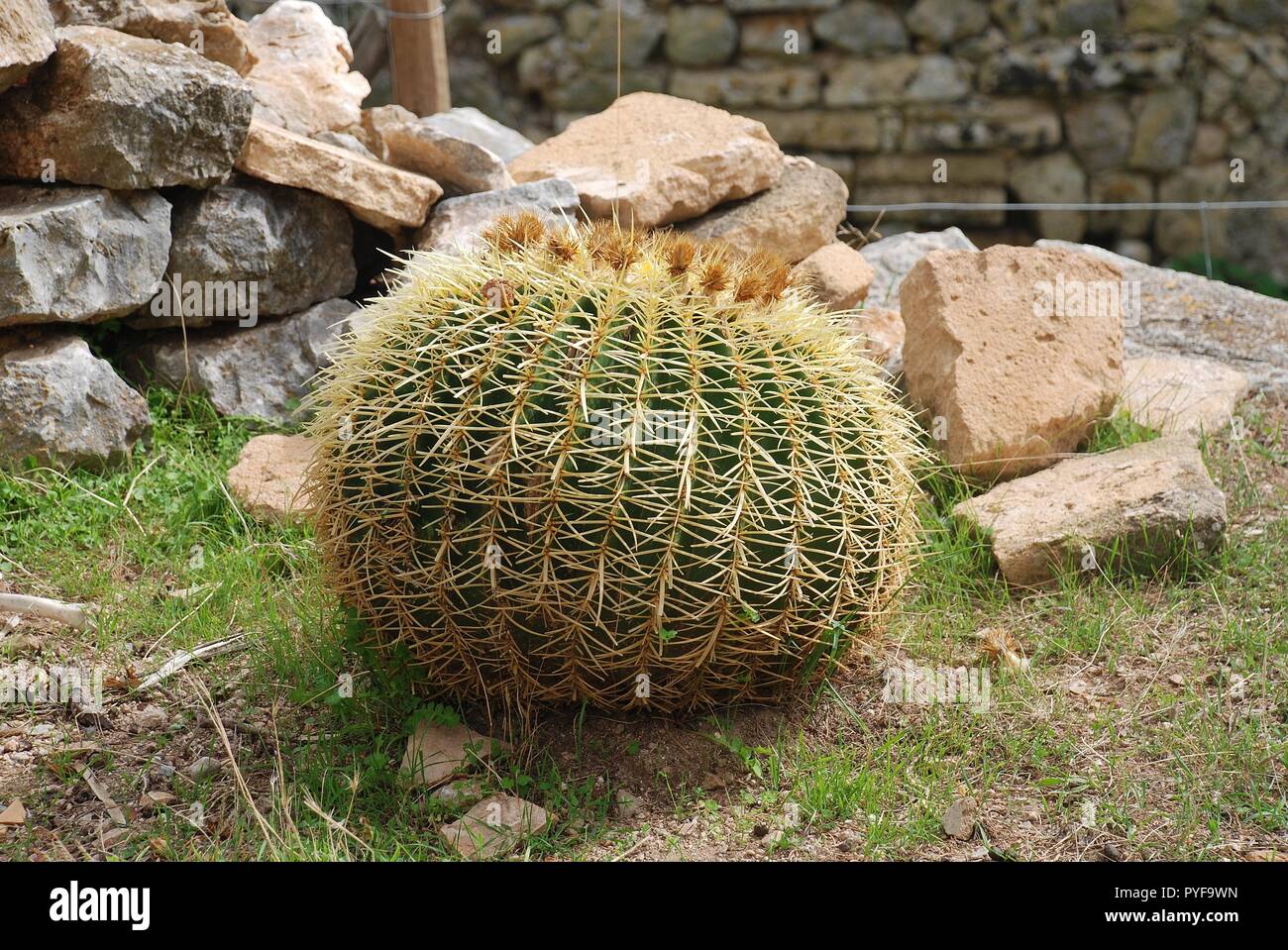 Eine goldene Kugel Kaktus (Mexiko) wächst im Kloster von Puig de Maria in Pollença auf der spanischen Insel Mallorca. Stockfoto