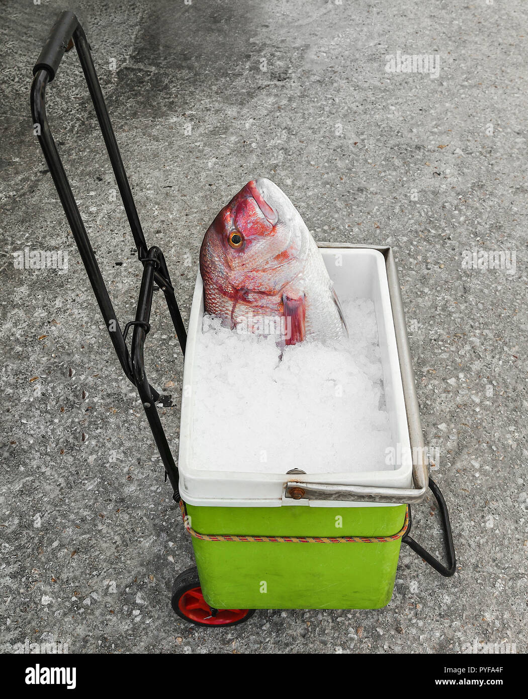 Red Snapper Fish Head suchen, um sich über die Schaufel mit zerstoßenem Eis auf einem Gepäckwagen. Isoliert. Stockfoto