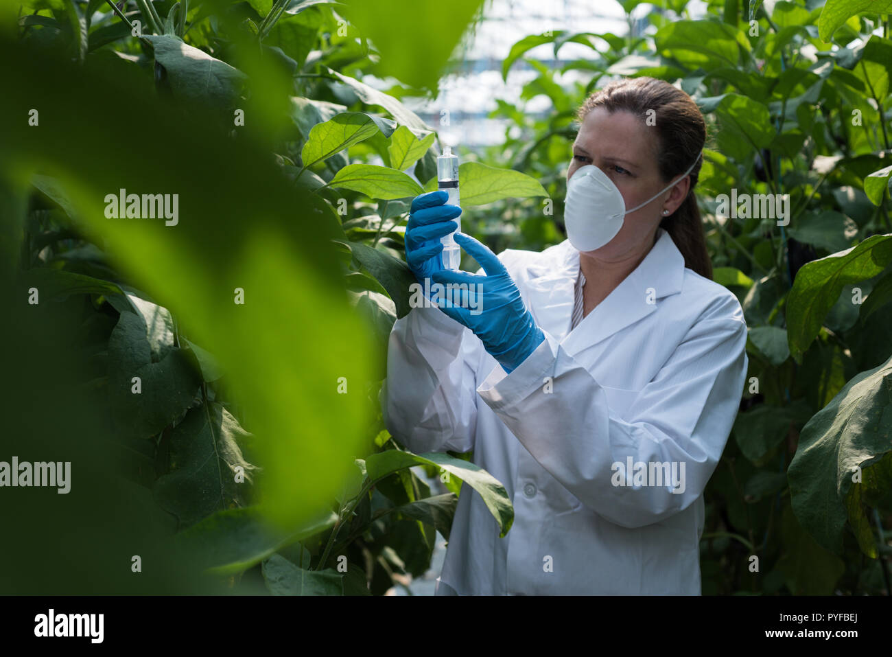 Wissenschaftler halten die Spritze im Gewächshaus Stockfoto