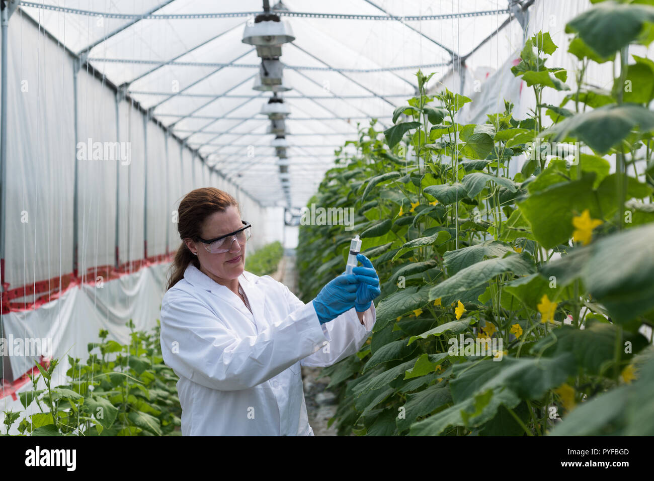 Wissenschaftler halten die Spritze im Gewächshaus Stockfoto