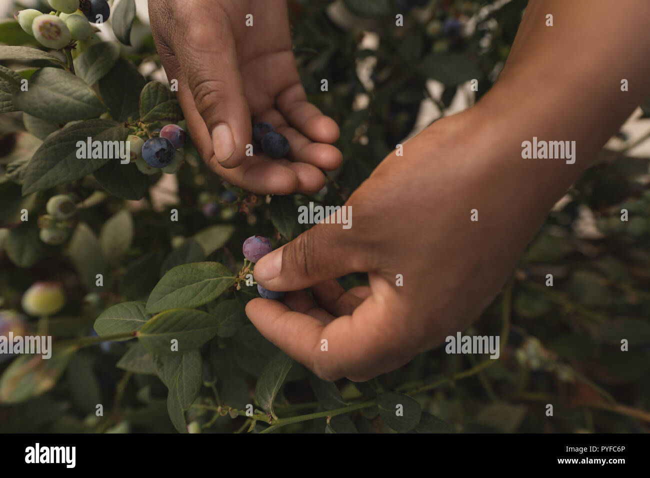 Arbeiter in die Ernte Blaubeeren Heidelbeere Farm Stockfoto