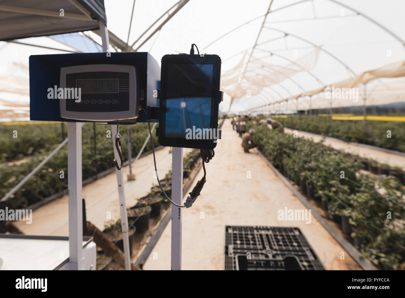 Waagen in blueberry Farm Stockfoto