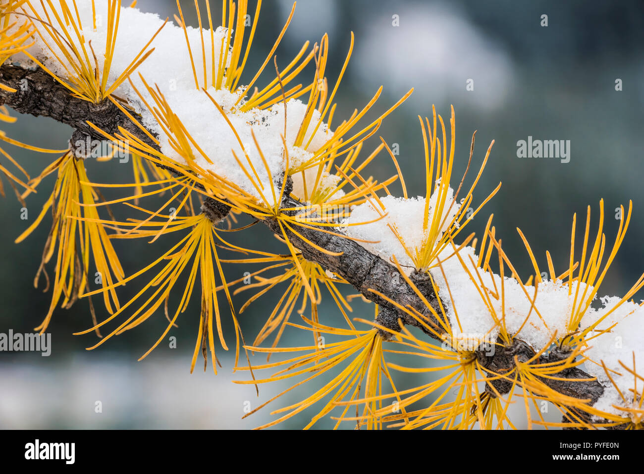 Western Lärche (Larix occidentalis), Peter Lougheed Provincial Park, Alberta, Kanada, von Bruce Montagne/Dembinsky Foto Assoc Stockfoto