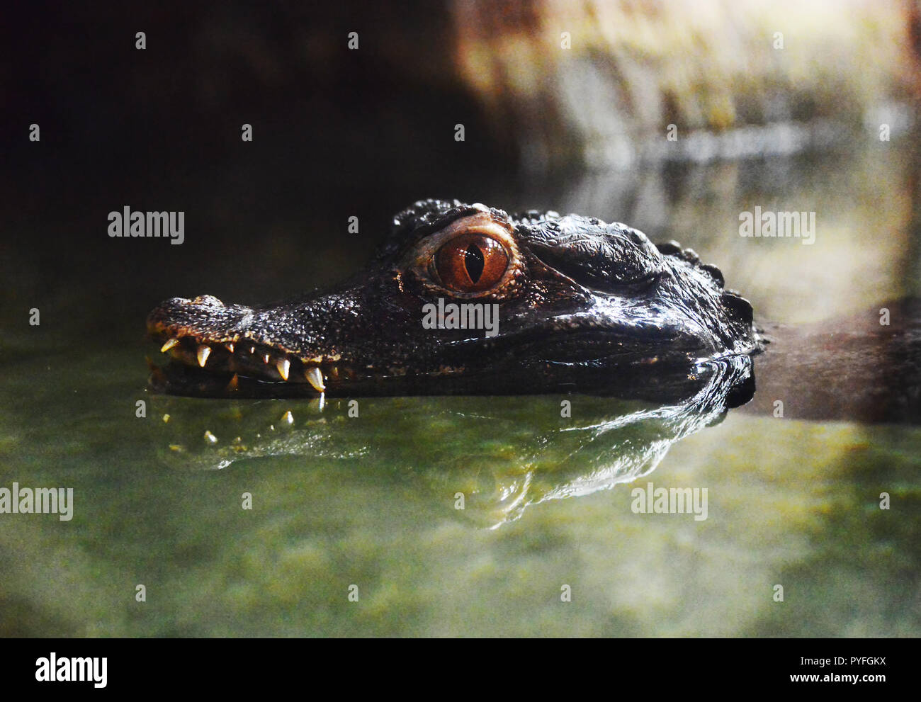 Cuvier Zwerg Caiman Stockfoto