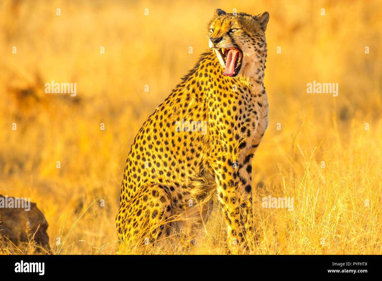 Afrikanische Geparden sehr verärgert zeigt Zähne in der Savanne trockenen Jahreszeit. Acinonyx jubatus, Familie der Feliden, Madikwe, Südafrika. Stockfoto