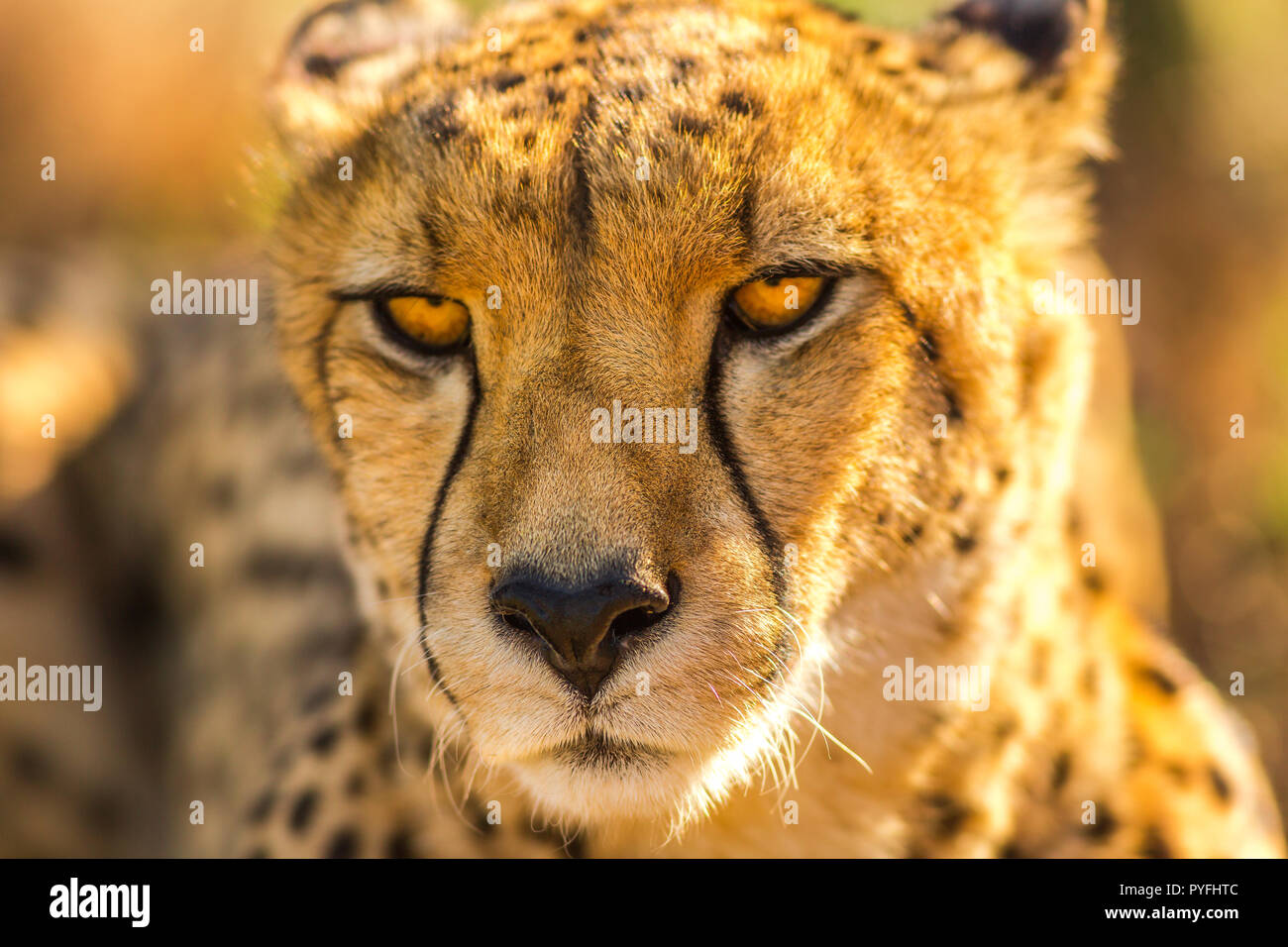 Portrait von cheetah Art Acinonyx jubatus, Familie der Feliden, in Südafrika. Vorderansicht des afrikanischen Geparden auf verschwommenen Hintergrund. Stockfoto