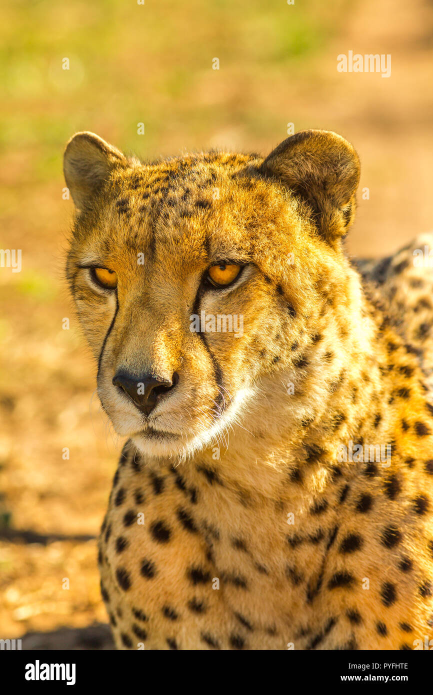 Nahaufnahme von cheetah Art Acinonyx jubatus, Familie der Feliden, ruhen. Afrikanische Geparden auf unscharfen Hintergrund in der Savanne Lebensraum, Südafrika. Stockfoto