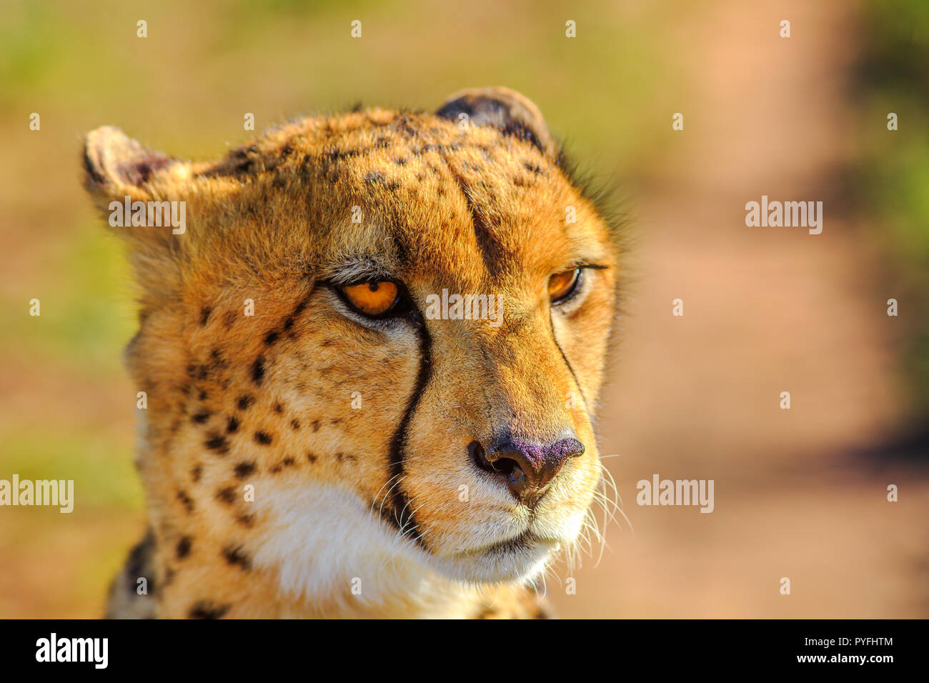 Portrait von cheetah Art Acinonyx jubatus, Familie der Feliden, in Südafrika. Seitenansicht der afrikanischen Geparden auf unscharfen Hintergrund im natürlichen Lebensraum. Stockfoto