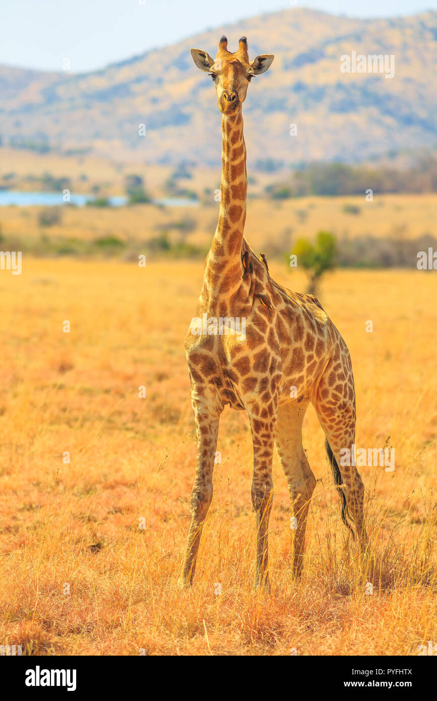 Vorderansicht des Afrikanischen giraffe stehend in Pilanesberg National Park mit savannenlandschaft auf verschwommenen Hintergrund. Südafrika game drive Safari. Vertikale erschossen. Stockfoto