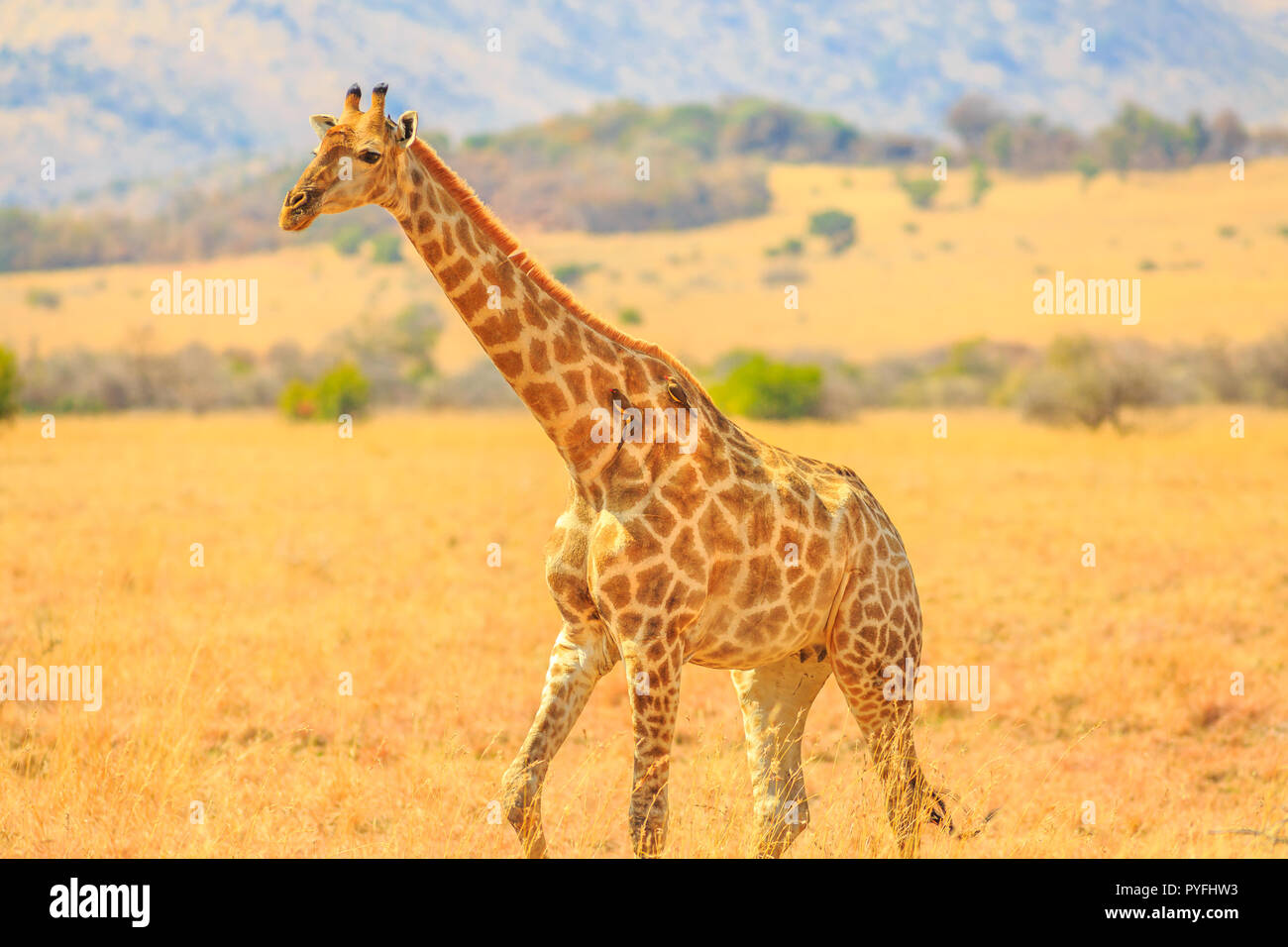 Seitenansicht der Afrikanischen giraffe Spaziergänge in Pilanesberg National Park mit savannenlandschaft auf verschwommenen Hintergrund. Südafrika game drive Safari. Kopieren Sie Platz. Stockfoto