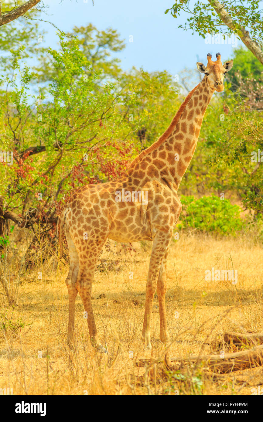 Seitenansicht der Afrikanischen Giraffen im Krüger Nationalpark, Südafrika während game drive Safari. Vertikale erschossen. Stockfoto