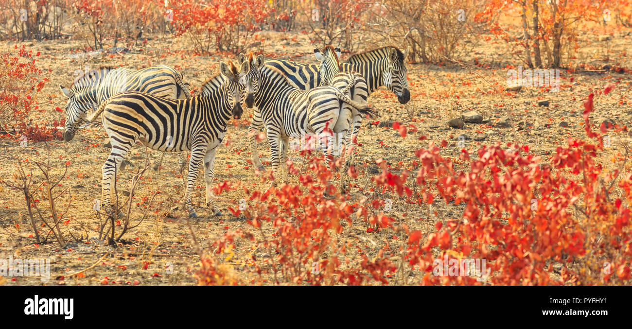 Panorama der Gruppe der Zebras in natürlichen Lebensraum Landschaft. Game Drive Safari im Krüger Nationalpark, Südafrika. Das Zebra gehört zu dem Pferd Familie und zeichnet sich durch den einzigartigen schwarzen Streifen. Stockfoto