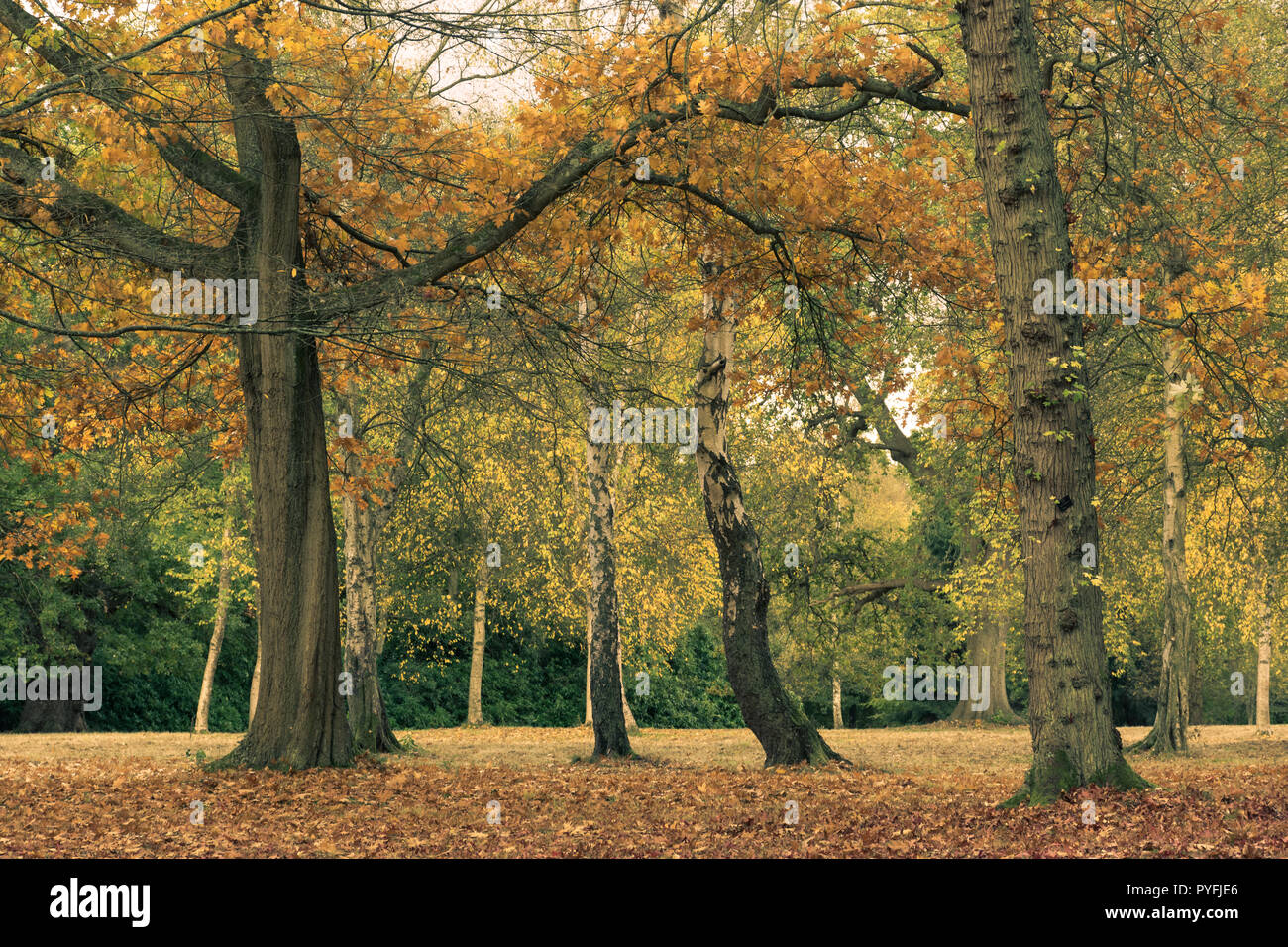 Farben des Herbstes und Waldlandschaft in Virginia Water Lake, Teil von Windsor Great Park (Royal Park, Crown Estate) in Surrey, Großbritannien Stockfoto