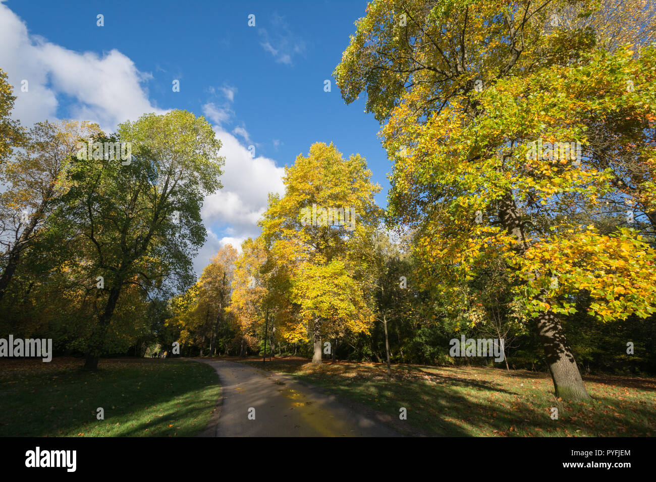 Farben des Herbstes und Landschaft in Virginia Water Lake, Teil von Windsor Great Park (Royal Park, Crown Estate) in Surrey, Großbritannien Stockfoto