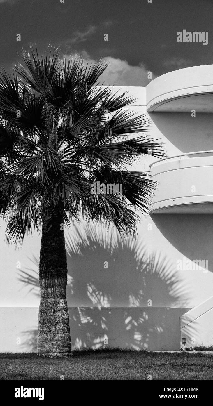 Trachycarpus fortunei Chusan Palme vor einem schlichten weißen Hintergrund eines Strandhotels in Rhodos, Griechenland Stockfoto