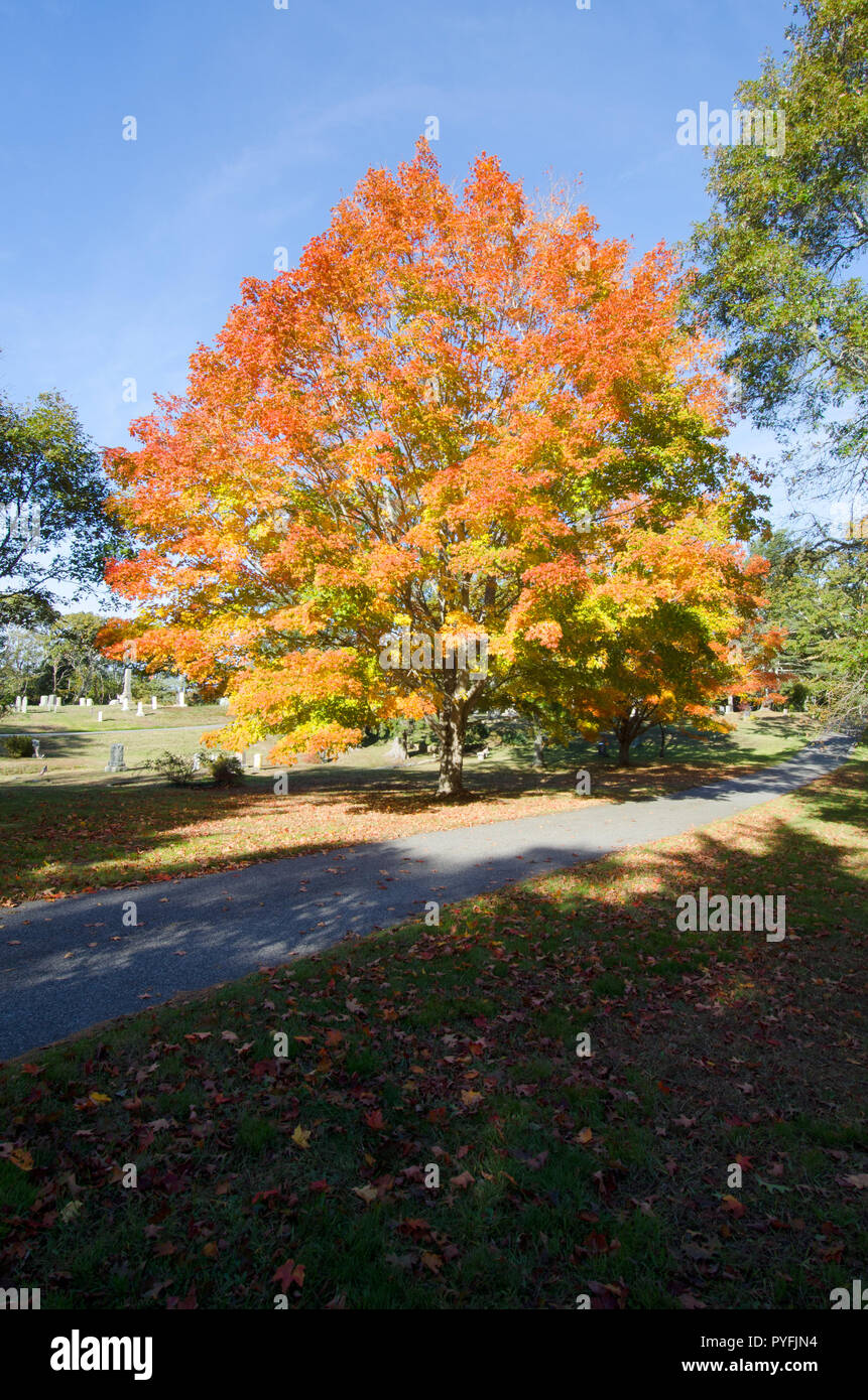 Schönen Herbst Laub mit intensivem Orange Blätter auf einem Sugar Maple Tree, Acer saccharum, in Cataumet Friedhof, Bourne, Cape Cod, Massachusetts Stockfoto