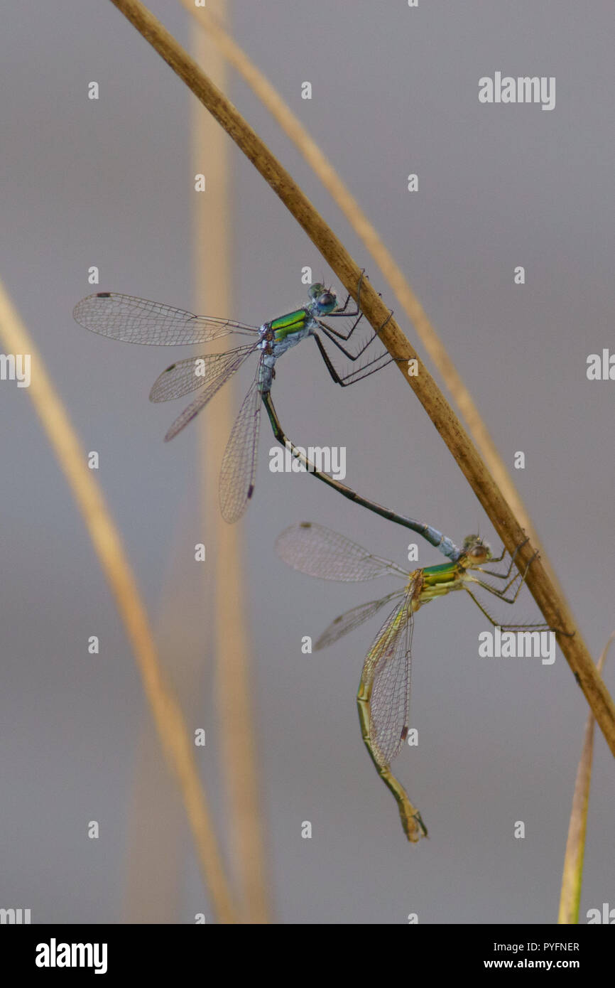 Emerald Damselfly, Lestes sponsa im Tandem Stockfoto