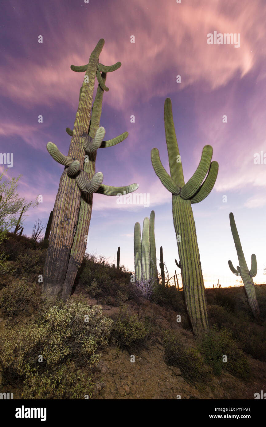 Gigantischen Saguaro Kaktus, Carnegiea gigantea, in der Dämmerung im Sweetwater bewahren, Tucson, Arizona, USA Stockfoto
