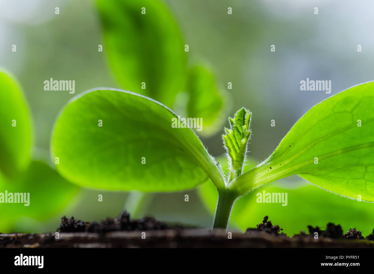 Junge Triebe Zucchini im Frühling, close-up Stockfoto