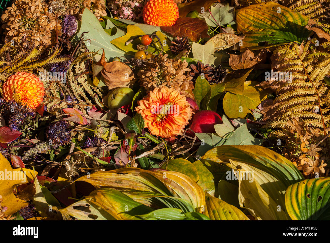 Bild der Komposttonne im Herbst Garten Stockfoto