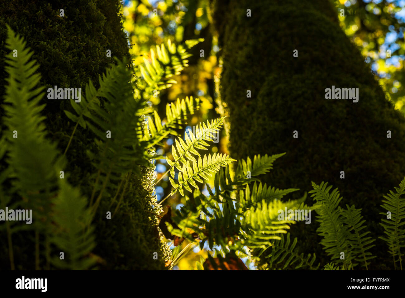 Polypodium glycyrrhiza, Süßholz Farne auf großen Blätterte Ahorn trunk, tynehead Regional Park, Surrey, British Columbia, Kanada. Stockfoto