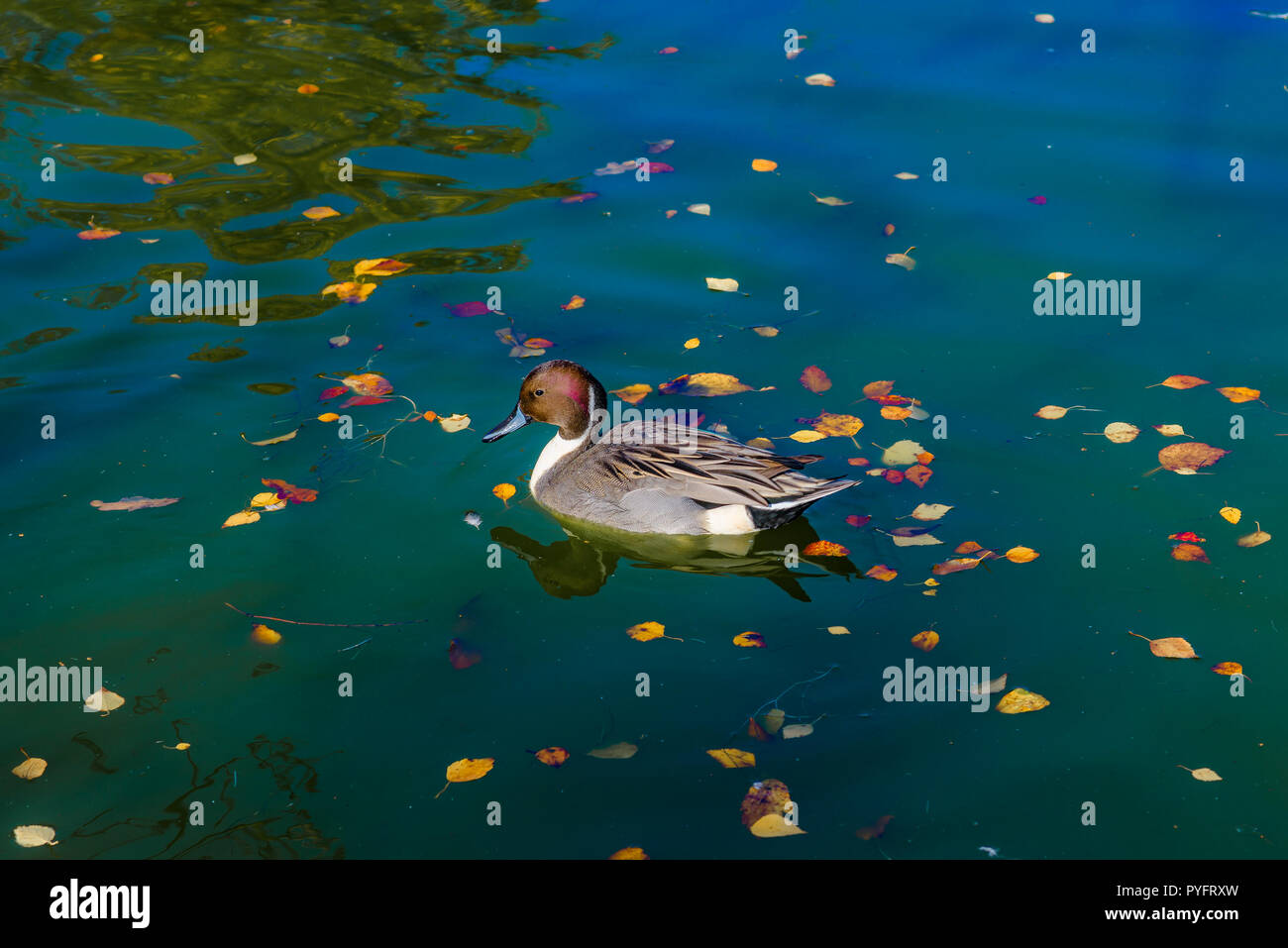 Nordpintailenten, George C. Reifel wandernden Vogelschutzgebiet, Delta, BC, Kanada. Stockfoto