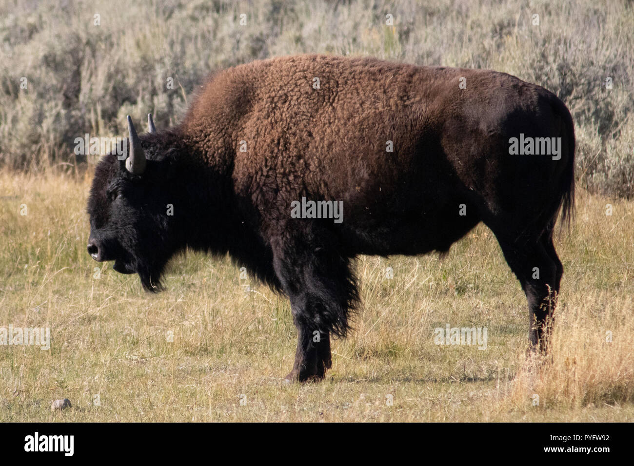 Ein Bison steht im Profil auf einem goldenen grasbedeckte Ebene. Stockfoto