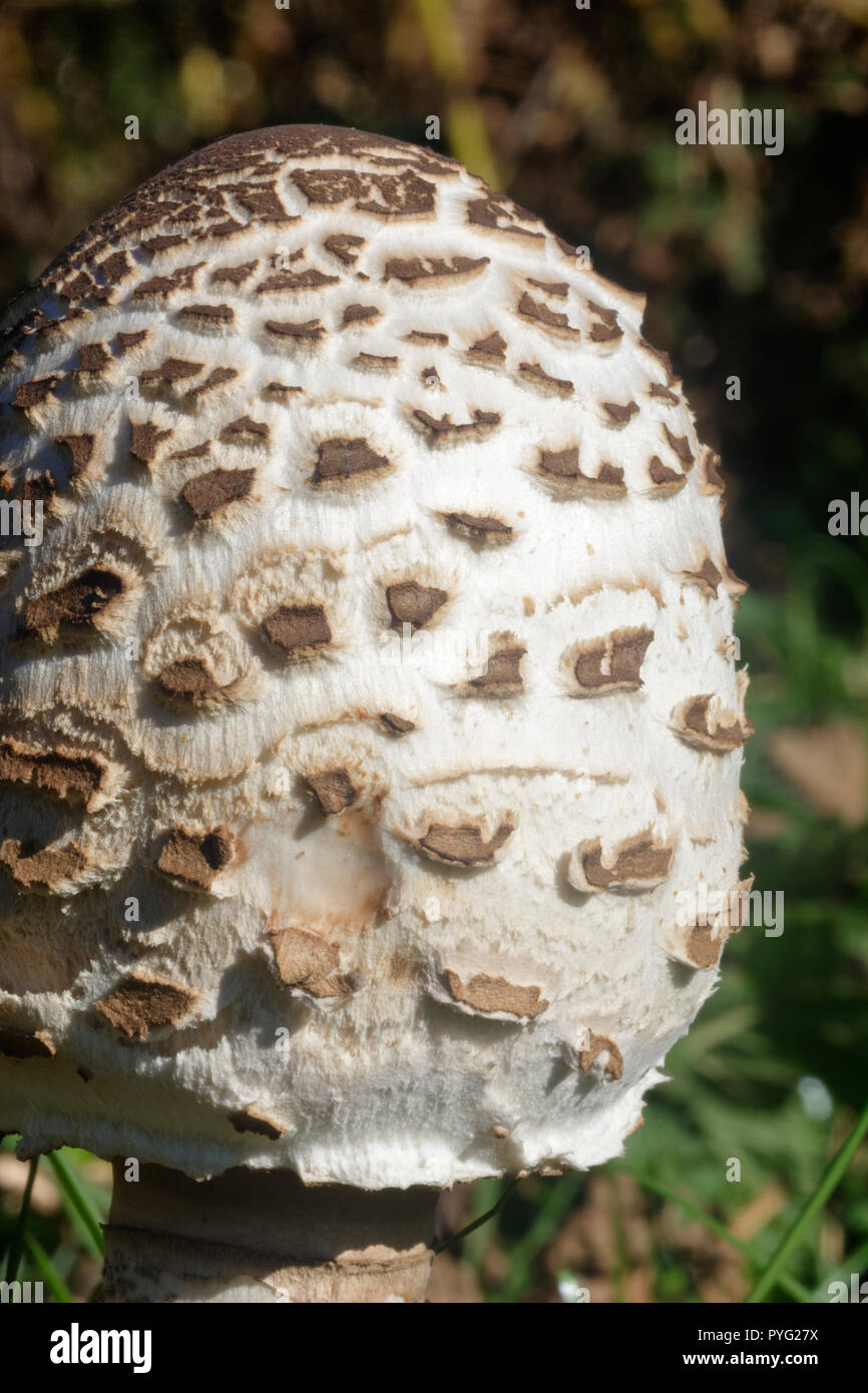 Sonnenschirm Pilz-Macrolepiota procera Closeup der ungeöffneten Kappe Stockfoto