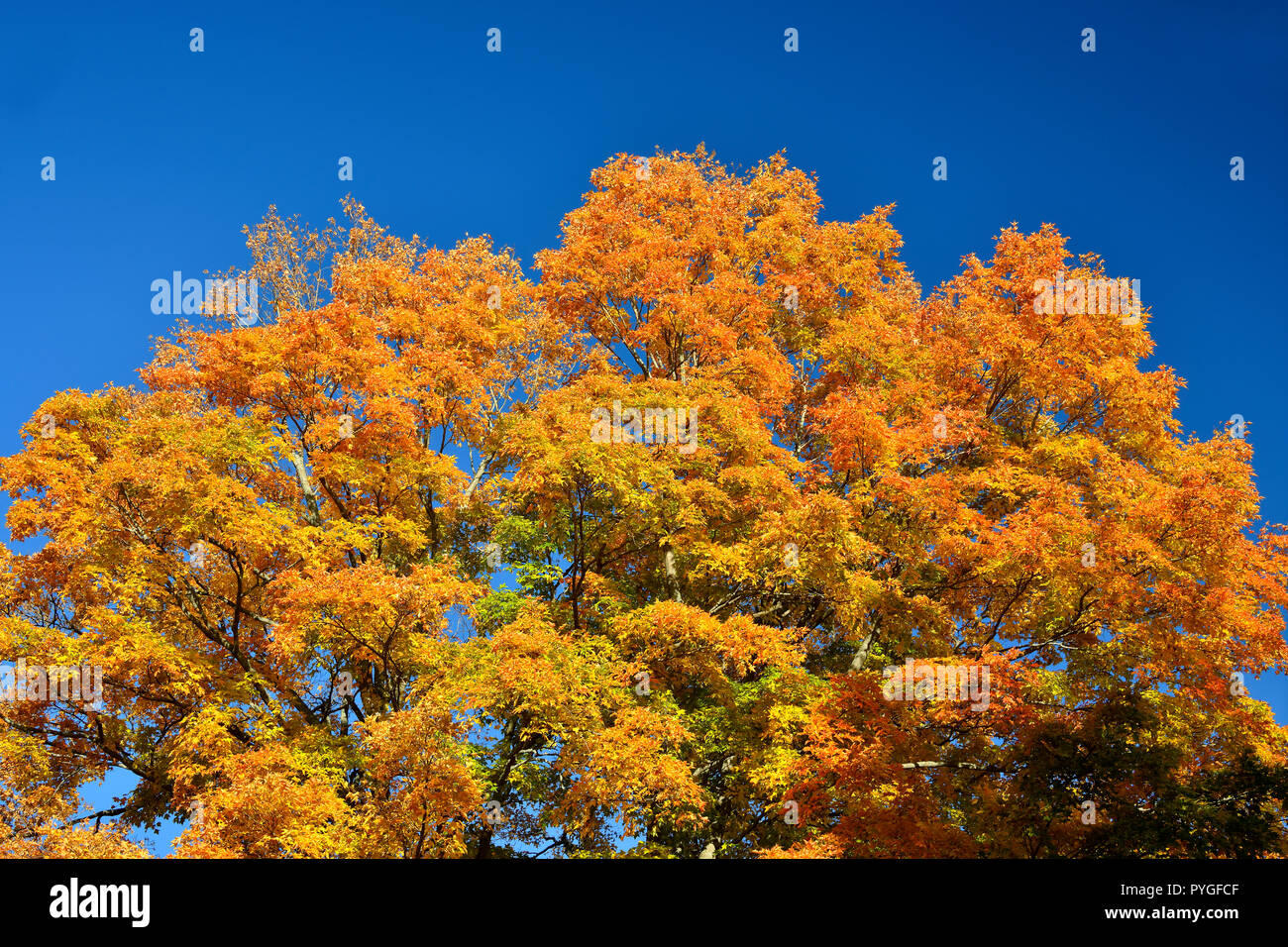 Ein horizontales Bild von der Spitze eines großen Ahornbaum mit seiner Blätter Gelb und Orange die Farben des Herbstes gegen einen dunklen blauen Himmel in Sussex Ne Stockfoto