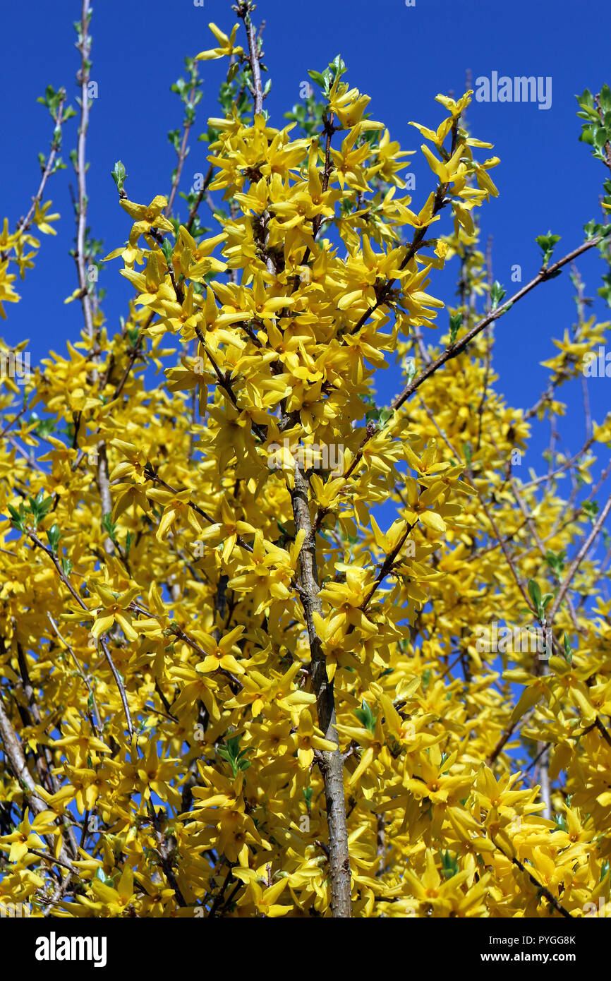 Ein Forsythia Bush in voller Blüte mit blauen Himmel hinter Stockfoto