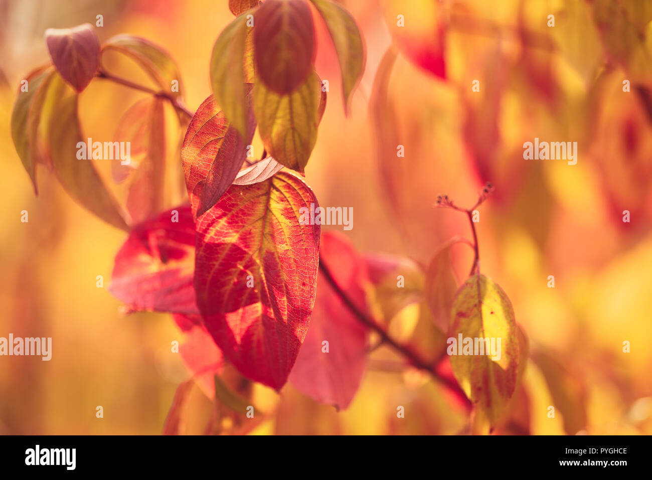 Herbst Blatt Blätter und Zweige in Wakehurst Botanischen Garten Kew Stockfoto