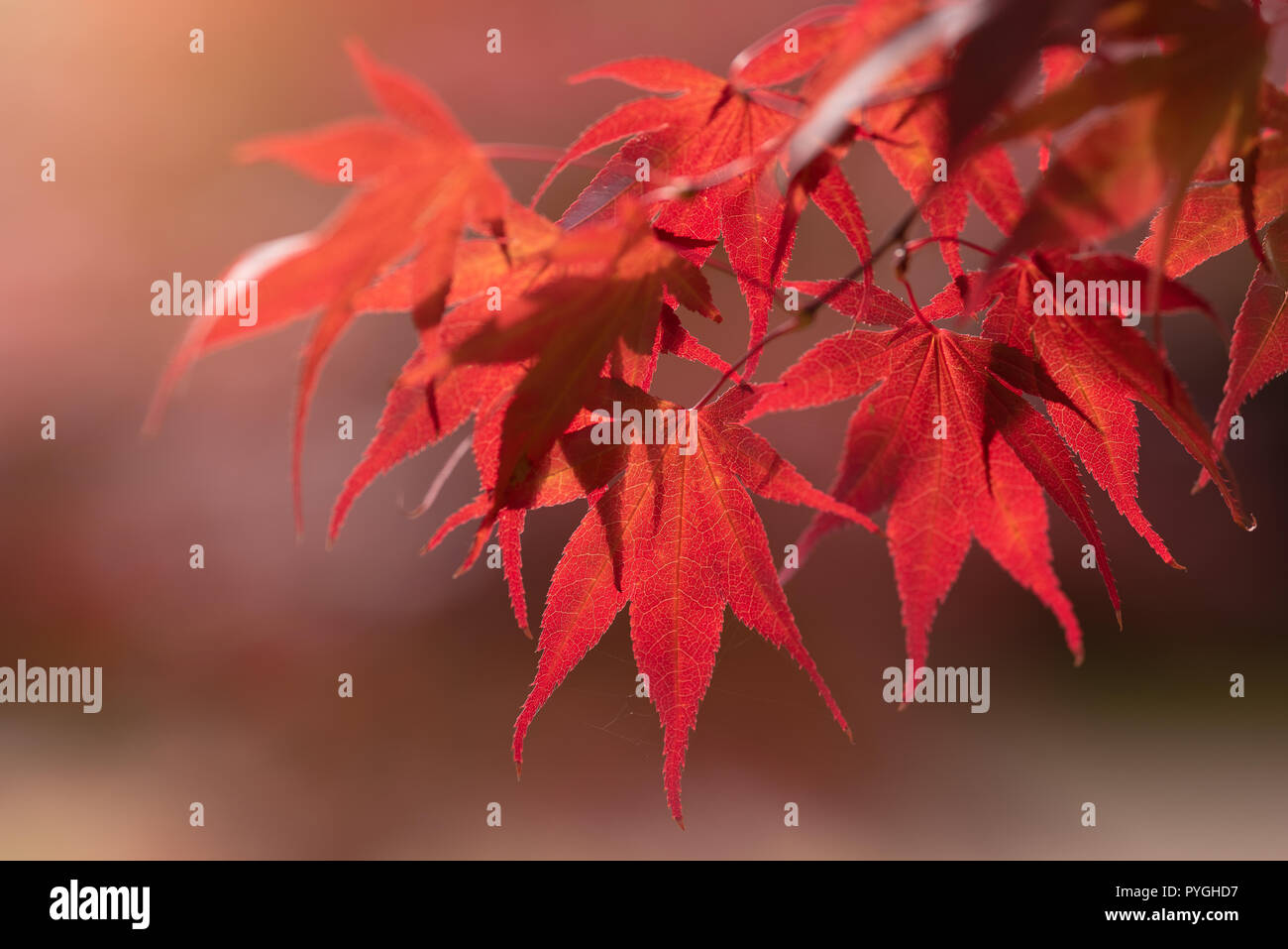 Japanischer Ahorn Acer bei Kew Wakehurst Gärten Naturpark Stockfoto