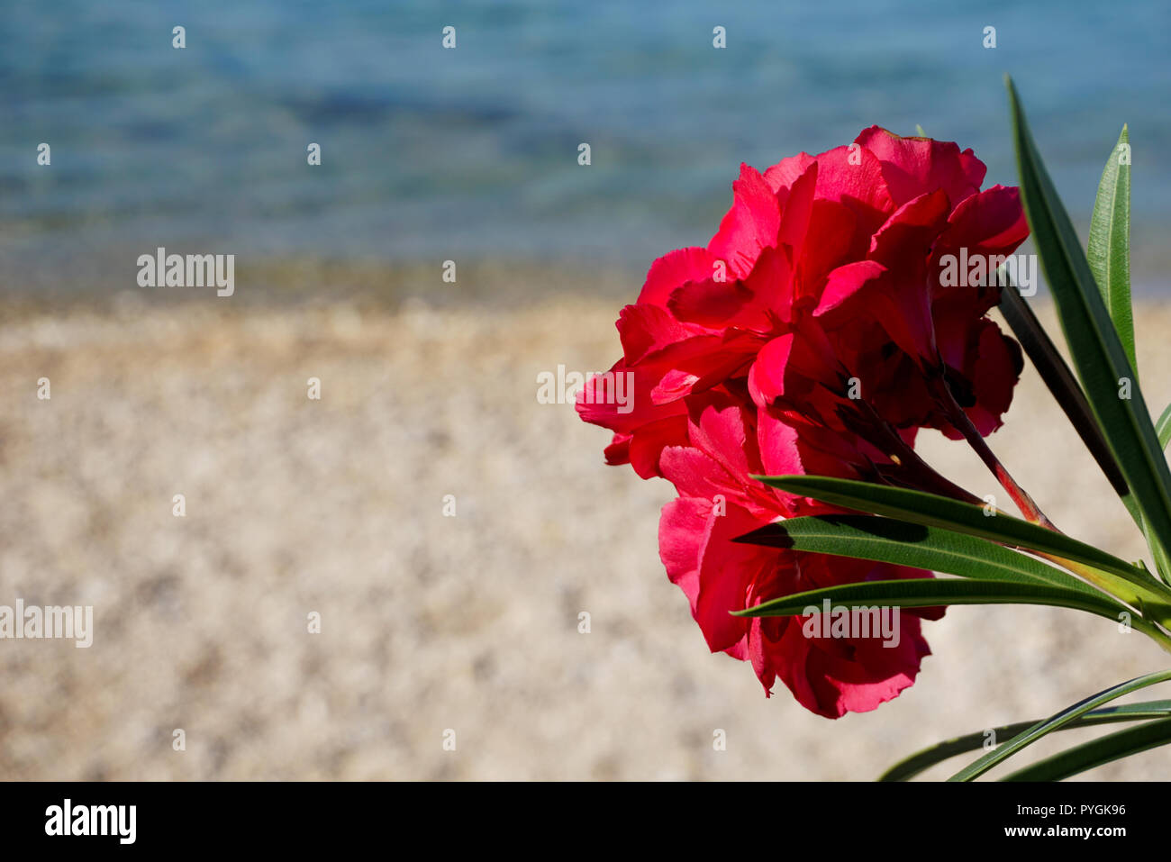 Red Nerium oleander Blume mit dem Meer und Kieselstrand unscharf im Hintergrund Stockfoto