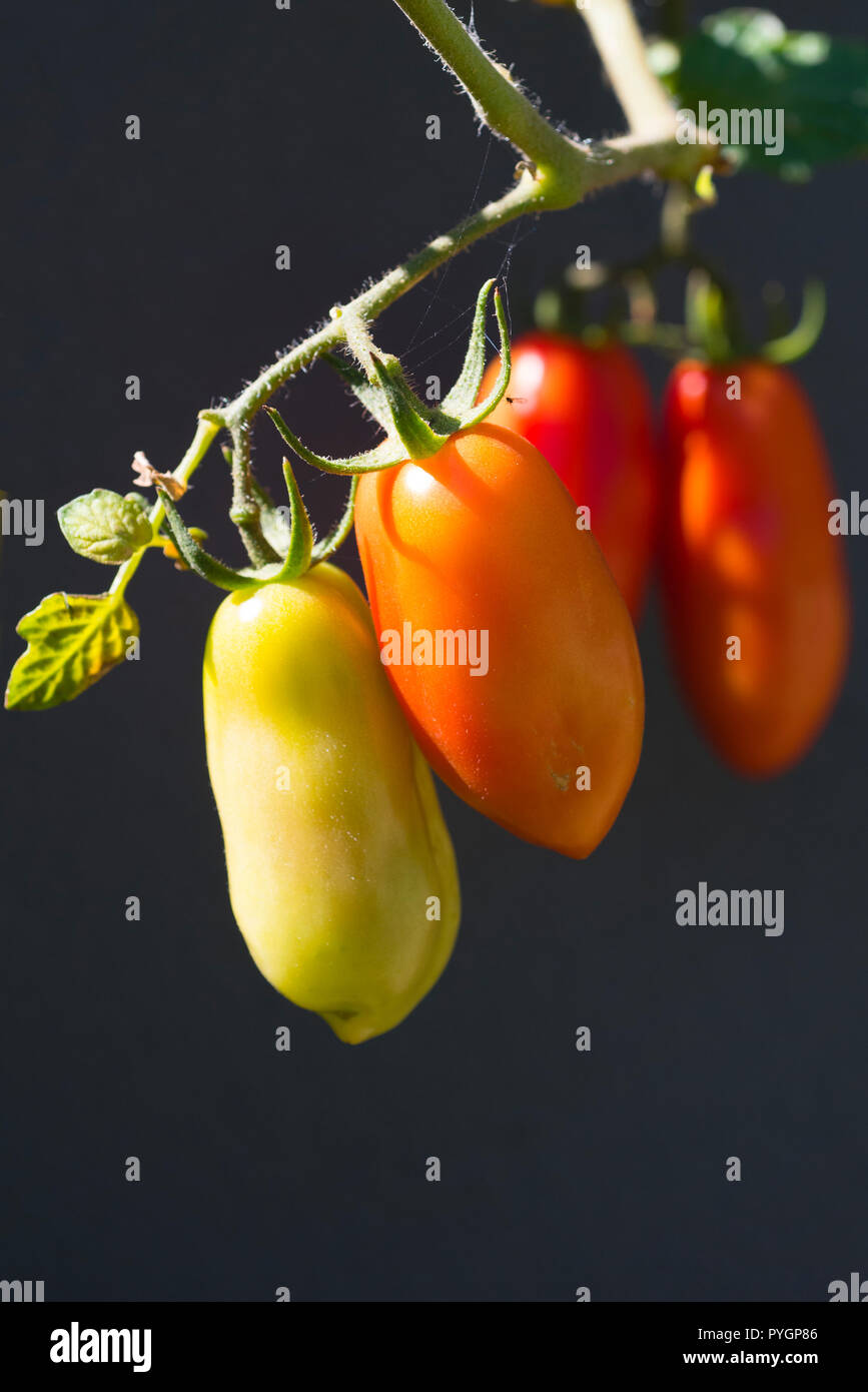 Truss von homegrown San Marzano Tomaten in verschiedenen Stadien der Reifezeit, vor dunklen gerendert Garten Wand gepflanzt, Seitenansicht mit schwarzem Hintergrund Stockfoto