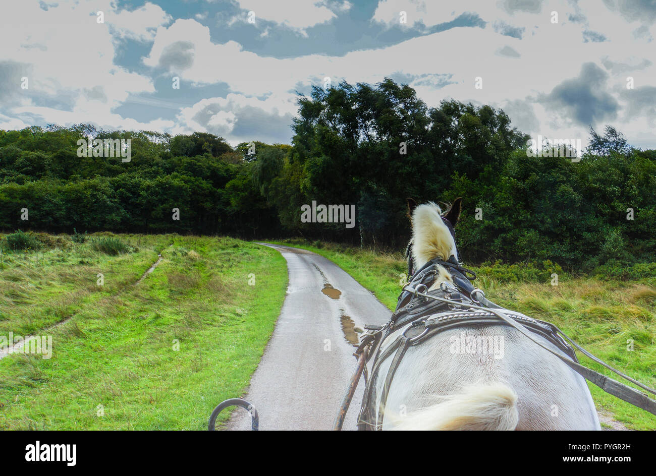 Irische Entwurf Pferd Ziehen entlang einer Jaunting Warenkorb mit Touristen, eine Fahrt auf dem Weg rund um den See und den Nationalpark Killarney Stockfoto