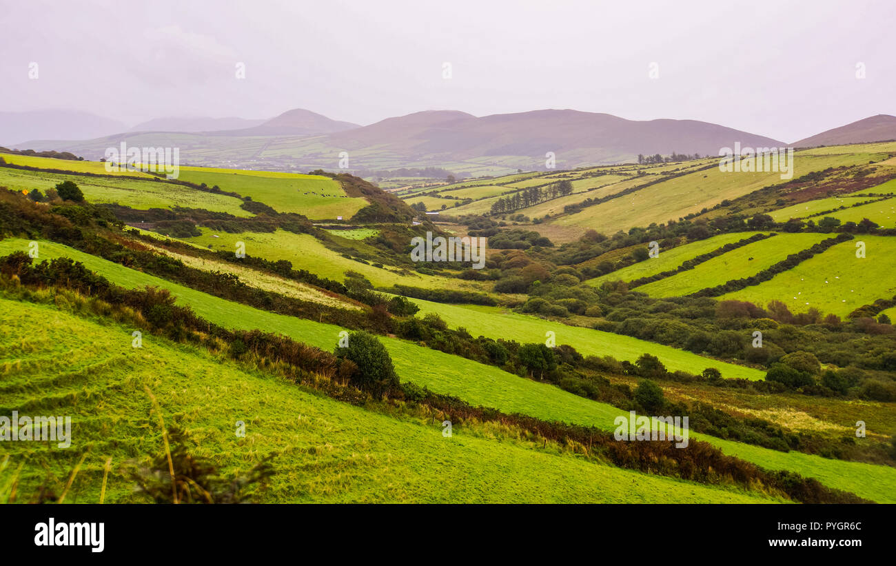 Felder in vielen Schattierungen von Grün, in einem Tal in der irischen Landschaft, Halbinsel Dingle, Kerry, Irland Stockfoto