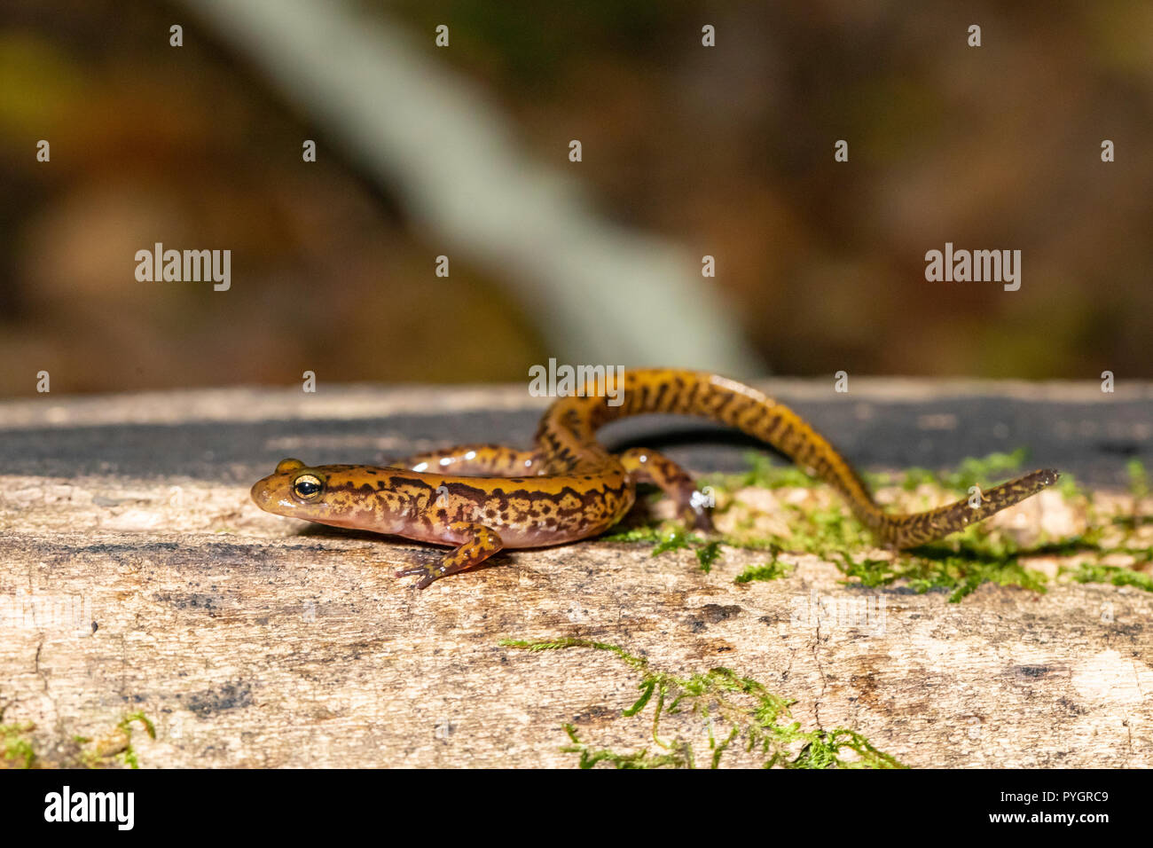 Long-tailed Salamander - Eurycea longicauda Stockfoto