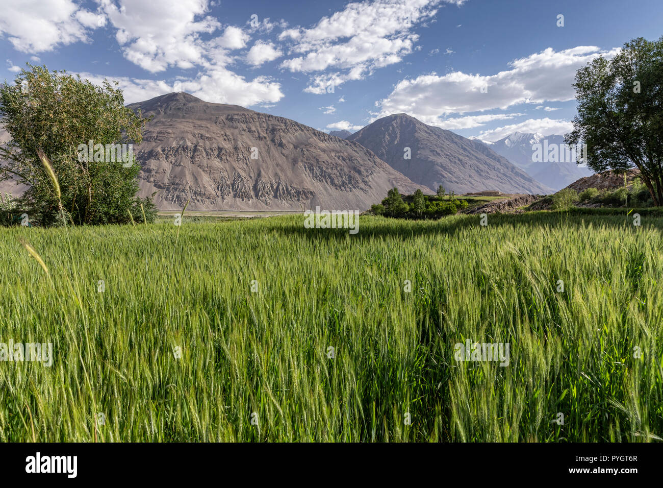 Weizenfelder in Langar auf Hindu Kush Bergen Afghanistan, Langar, Wakhan Valley, Tadschikistan Stockfoto