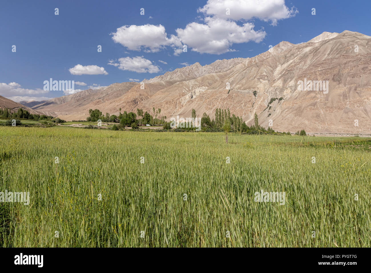 Weizenfelder in Langar nach Osten in tadschikischen Wakhan zu Terminus der Afghanischen Pamir, Langar, Wakhan Valley, Tadschikistan Stockfoto