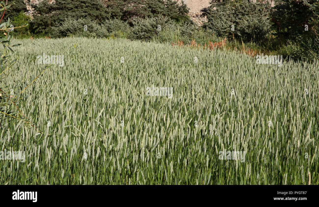 Grünes Weizenfeld im Langar in tadschikischen Wakhan, Langar, Pamir Highway, Tadschikistan Stockfoto