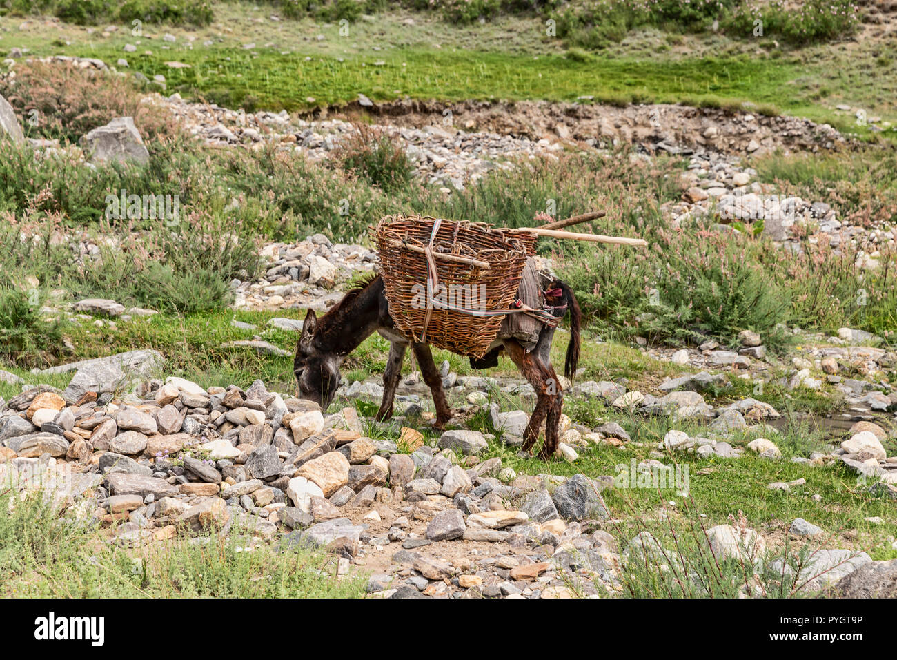 Die Esel tragen Körbe gesehen auf die Engels Peak Hill Trek in der Pamir, Langar, tadschikischen Wakhan, Tadschikistan Stockfoto
